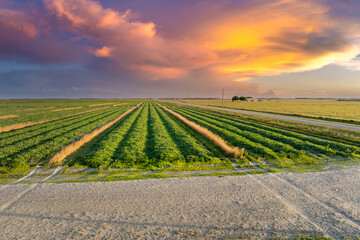 Naklejka premium Green ripening agricultural field with growing crop culture in Florida, USA. Farmland landscape in summer season. Farming and agriculture industry