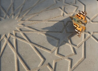 A butterfly with orange, black, and white wings rests on a surface with an intricate geometric pattern.