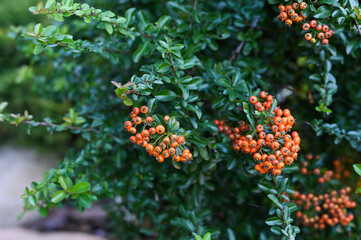 Pyracantha coccinea red berries close-up, evergreen plant