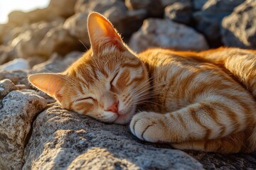 A cat takes a nap on a rocky outcropping bathed in warm sunlight
