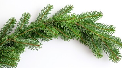 Obraz premium Close-up shot of a pine tree branch on a white surface, perfect for designs and illustrations