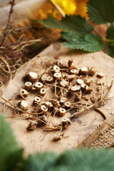 Cutting fresh stinging nettle root and rhizome - preparation of herbal tincture