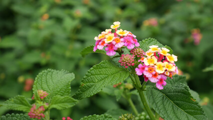 Beauty of Lantana flowers is pink, yellow, and white with serrated green leaves. A blurry green leaf background.