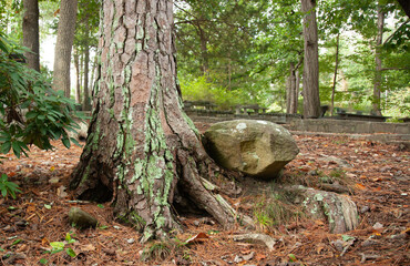 Lichen on a pine tree
