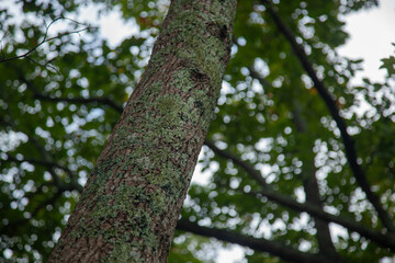 Fototapeta premium Lichen on a tree