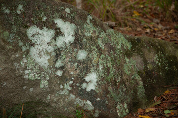 Lichen and moss on a rock