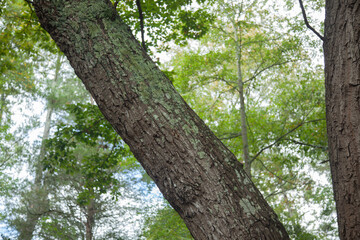 Lichen on a pine tree