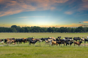 Obraz premium Production of organic dairy products. Milk cows grazing on green farm pasture. Feeding of cattle on farmland grassland