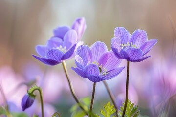 Fototapeta premium A group of purple flowers sit atop a lush green field, perfect for backgrounds or nature-inspired designs