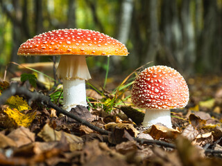 Red Fly Agaric Poisonous Mushrooms Growing in a Forest Among Autumn Leaves