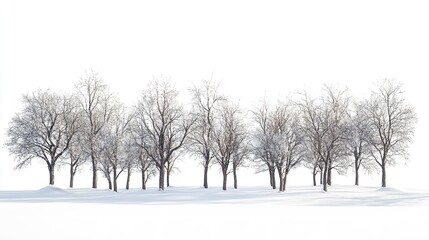 Fototapeta premium four bare trees in a row on a white background