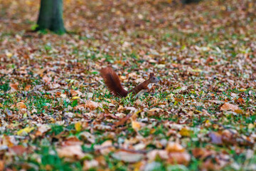 The red squirrel or Eurasian red squirrel - on the tree in Park. Autumn in Poland