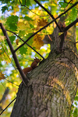 The red squirrel or Eurasian red squirrel - on the tree in Park. Autumn in Poland