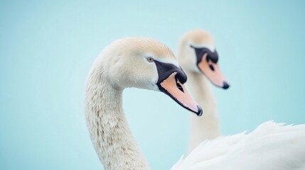 Obraz premium Two white swans standing side by side, a peaceful scene
