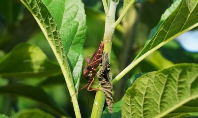 Leptocorisa oratorius, a grasshopper-like insect that lives in the wild, this insect emits a pungent odor to protect itself