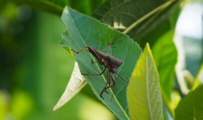 Leptocorisa oratorius, a grasshopper-like insect that lives in the wild, this insect emits a pungent odor to protect itself