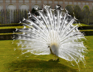 rare white peacock showing off feathers