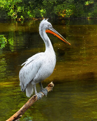 white pelican 