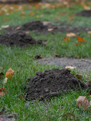 garden full of holes made by moles 