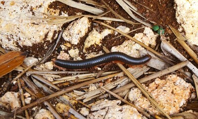 Trigoniulus corallinus, or millipedes, these animals live wild and have many legs.