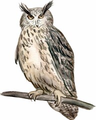 Animaux de la forêt . Peinture à l’aquarelle, à la main. Hibou chouette 