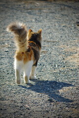 Fluffy Cyprus Cat Walking on a Sunny Gravel Path