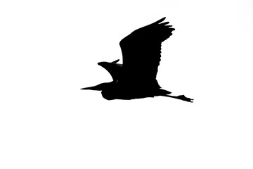 Black silhouette of flying with spread wings heron