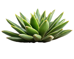 a green plant with leaves