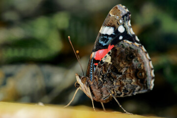 butterfly red admiral (Vanessa atalanta)