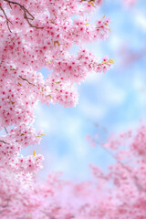 Obraz premium Cherry blossoms in full bloom against a vibrant blue sky create a serene spring scene, AI