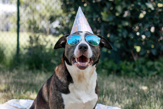 Perro sonriente con gabas y gorro de cuplea&ntilde;os mirando a la c&aacute;mara. Generado con IA