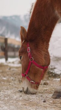 Brown horse with pink snaffle on head eats hay near stable in Gorny Altai. Domestic animal grazes at farm in highland on cold winter day closeup