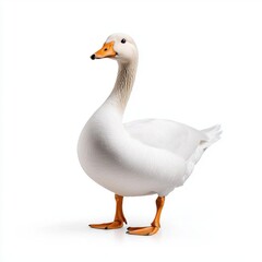 Fototapeta premium A photostock of a white goose standing gracefully on a seamless white background, perfect for farm or wildlife themes. High Quality