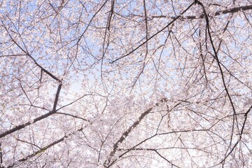 Cherry blossom branches against blue sky.