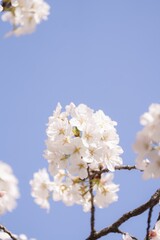 Cherry blossoms against a blue sky.