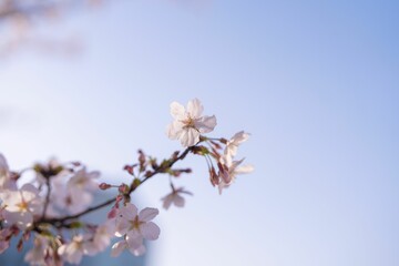 Cherry blossoms in full bloom against a clear blue sky.