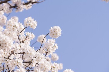 Cherry blossoms against a blue sky.
