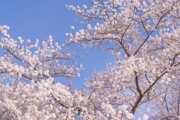 Cherry blossoms against a blue sky.