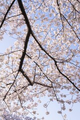Cherry blossom branches under blue sky.