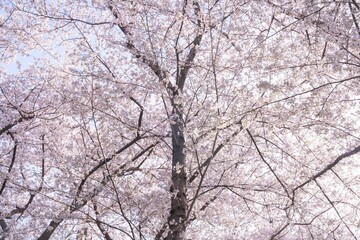 Cherry Blossom Trees in Full Bloom