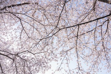 Obraz premium Cherry blossom branches against a clear sky