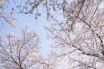 Cherry blossom trees under a clear blue sky.