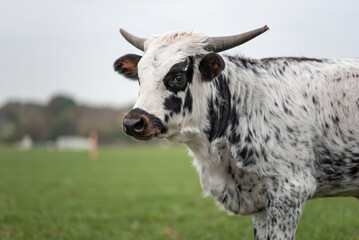 A cow stands on a green meadow in Germany