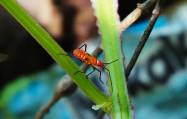 A beautiful red cotton bug (Dysdercus Cingulatus), with bright red coloring and black spots on its back, perched on a small tree trunk.