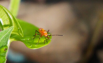 A beautiful red cotton aphid (Dysdercus Cingulatus), with bright red coloring and black spots on its back, perches on a leaf.