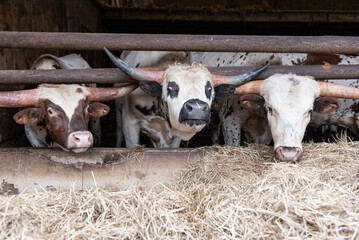 The photo shows a close-up of a Texas Longhorn cow's head.