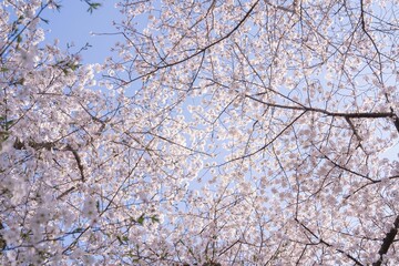 Obraz premium Cherry blossom branches against blue sky.