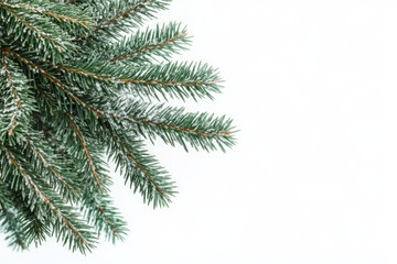 Obraz premium Christmas tree branch on corner border, pine branch on transparent background 