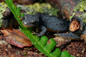 alpine newt on a wet ground. leaves and lichens