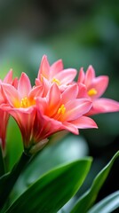 Obraz premium Beautiful pink flowers bloom during spring in a lush garden, showcasing vibrant colors and intricate petals amidst green foliage